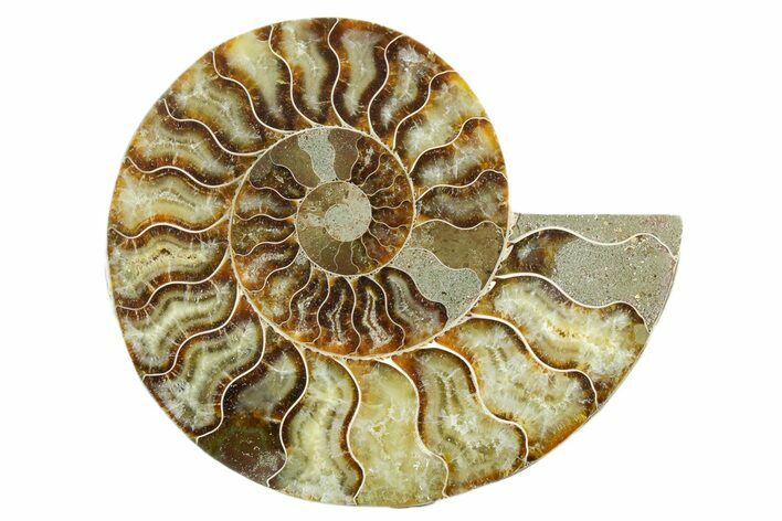 Cut & Polished Ammonite Fossil (Half) - Madagascar #347546